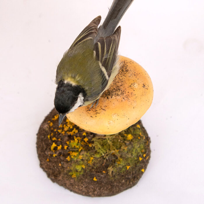 New Taxidermy Great Tit Parus Major On Mushroom Birds 9136