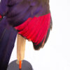 Taxidermy Turaco Wing