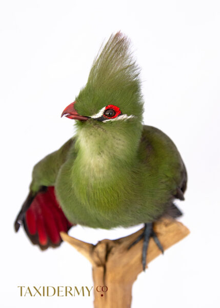 Fine Taxidermy Green Turaco Bird (Tauraco persa)