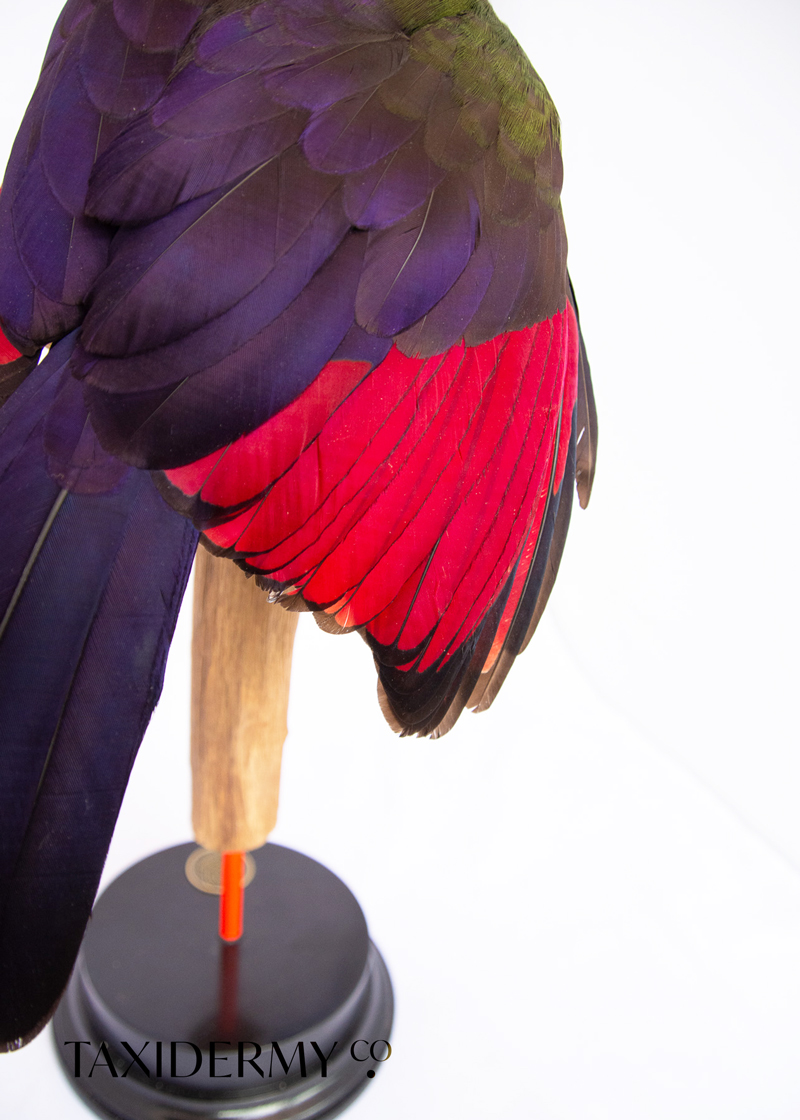 Taxidermy Turaco Wing