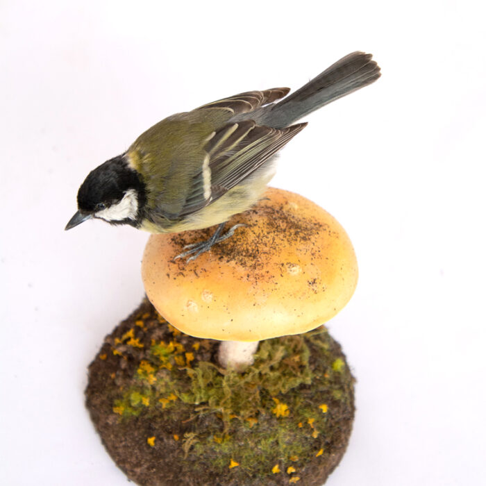 Taxidermy Small Garden Bird on Toadstool