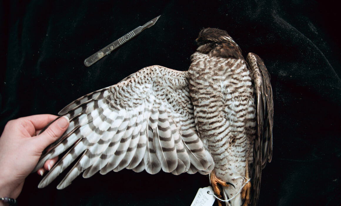 Image of a dead Sparrowhawk