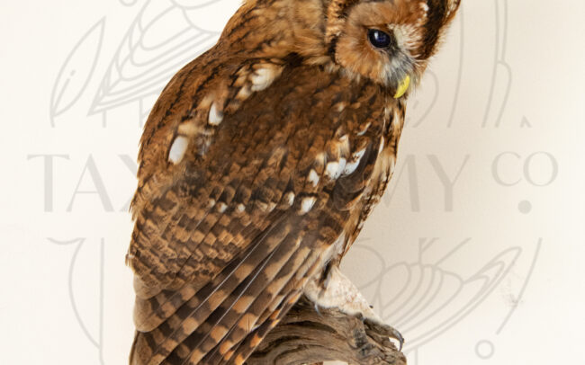 Taxidermy tawny owl wall mount