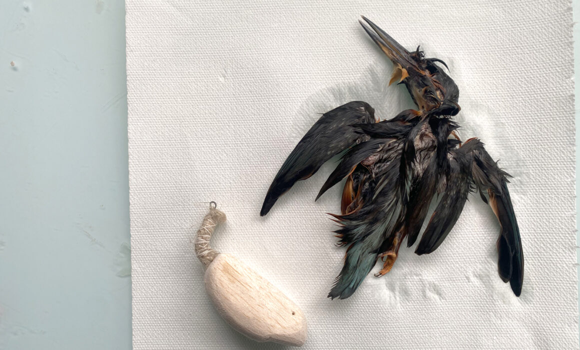 Image of deceased kingfisher washed and ready for the taxidermy process