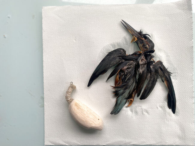 Image of deceased kingfisher washed and ready for the taxidermy process