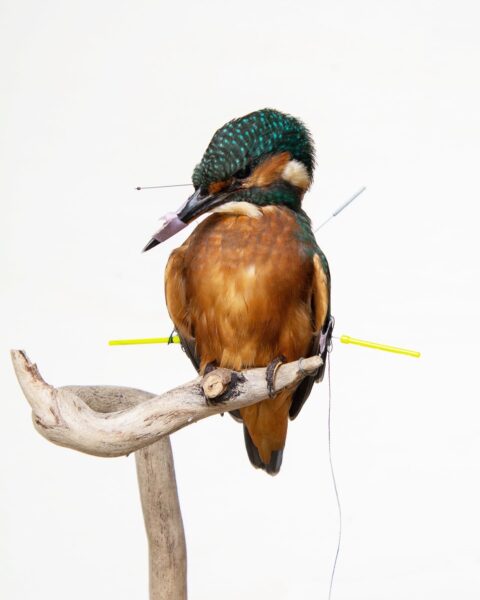 Taxidermy Kingfisher Bird in progress with pins to set the feathers