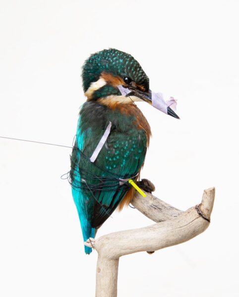 Taxidermy Stuffed Kingfisher Bird in progress with pins to set the feathers