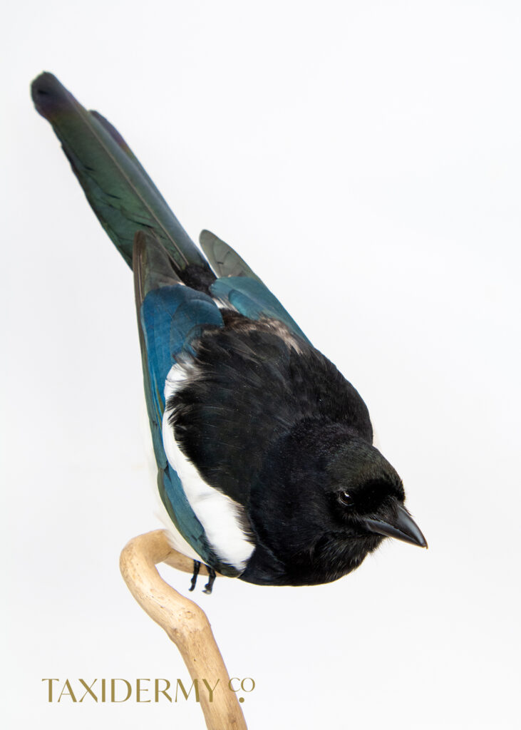 Contemporary Taxidermy Mount of a Eurasian Magpie (Pica pica)