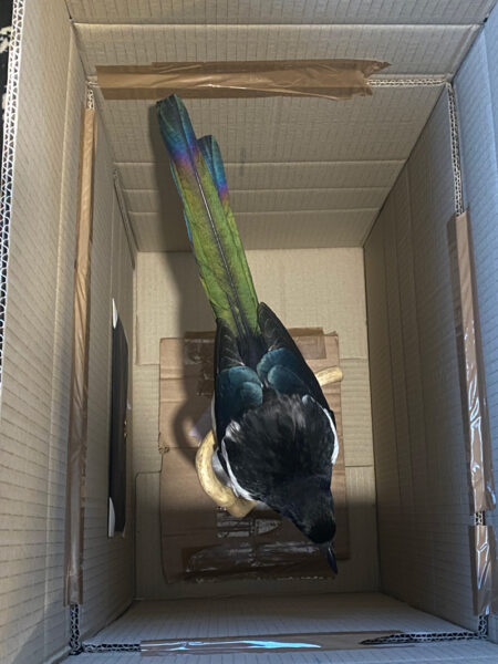 Image of a taxidermy magpie carefully packaged ready for shipping safely