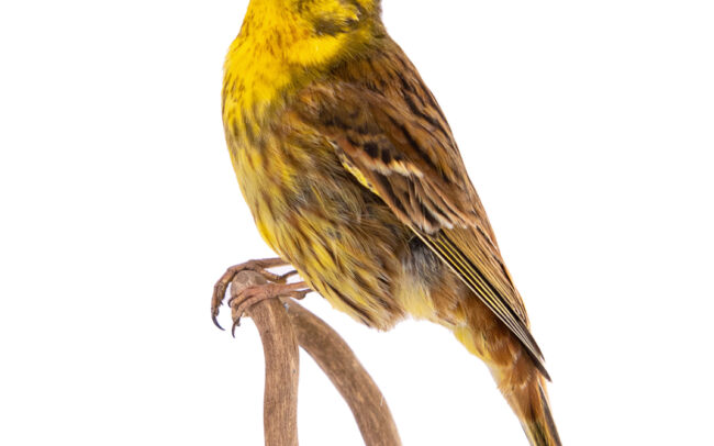 Taxidermy Male Yellowhammer Bird
