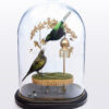 Fine Taxidermy Marriage Dome For Sale With Emerald Starling Birds