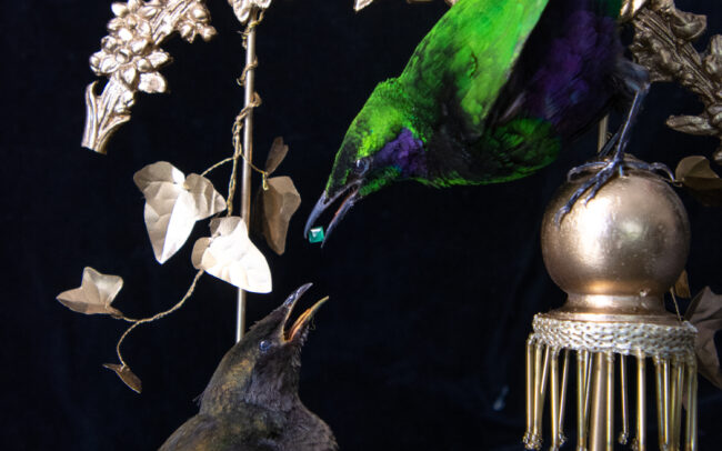 Fine-Art-Taxidermy-Emerald-Starlings-