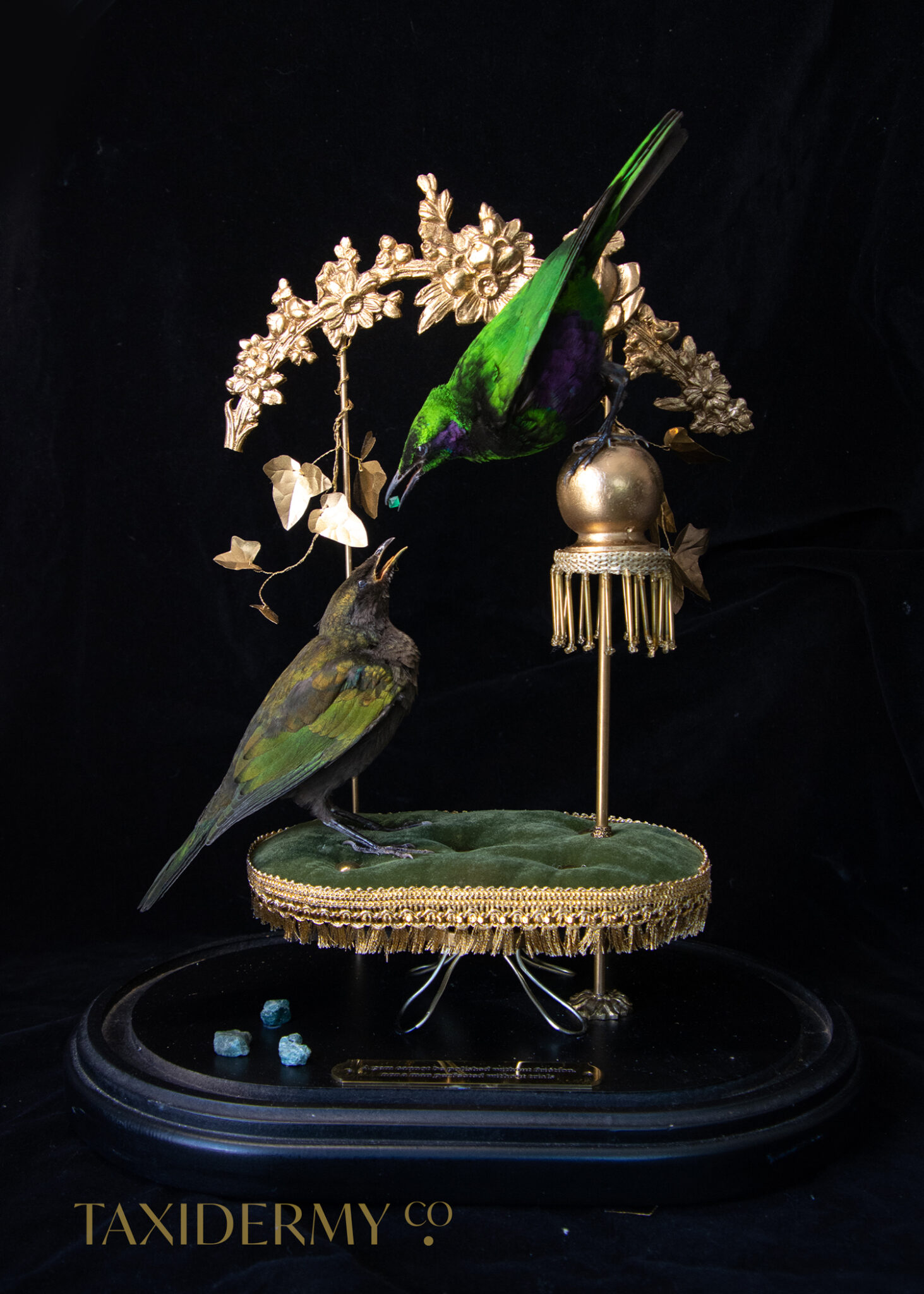 Fine Taxidermy Art Emerald Starlings Birds