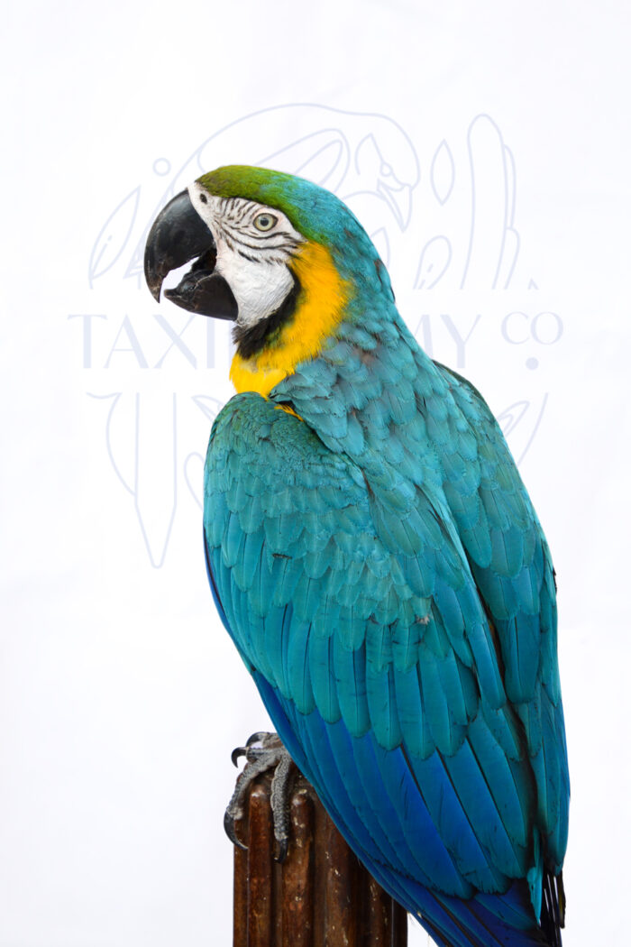 Taxidermy Blue And Gold Macaw Parrot