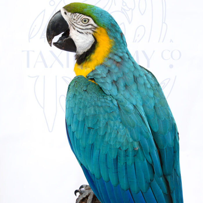 Taxidermy Blue And Gold Macaw Parrot