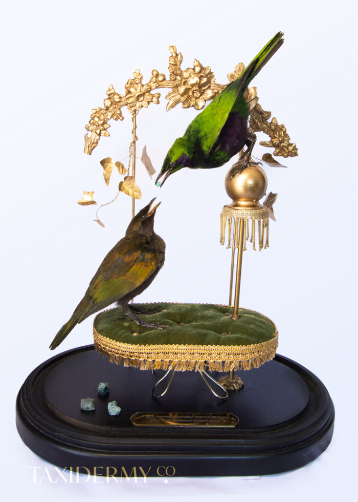 Taxidermy art of adult and juvenile emerald starlings
