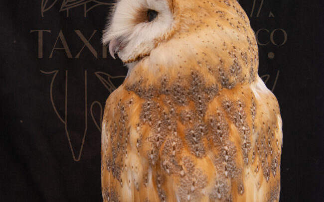 Professional expensive Taxidermy Barn owl