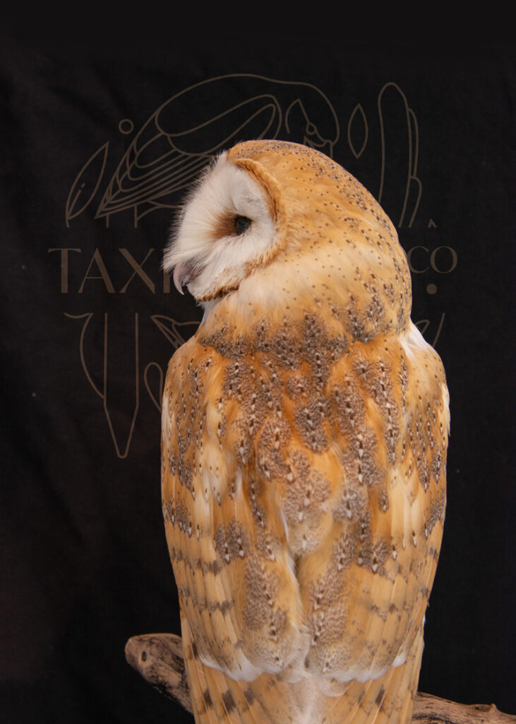 Professional Taxidermy Barn owl
