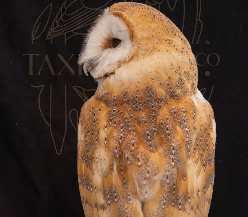 Professional expensive Taxidermy Barn owl