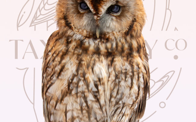 Taxidermy tawny owl