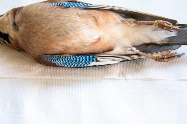A dead bird specimen for taxidermy