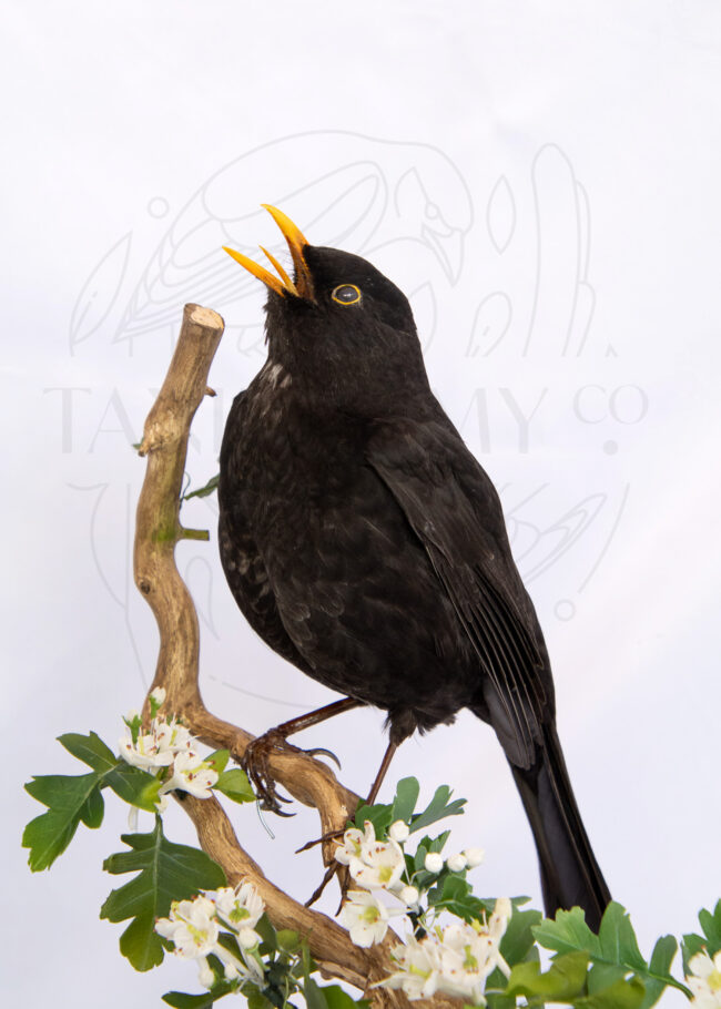 taxidermy cased blackbird (Turdus merula) with painted background
