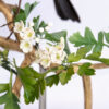 Handmade Hawthorn Leaves and Blossom Flowers made from Cold Porcelain Clay