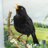 Cased Taxidermy Blackbird For Sale by Krysten Newby