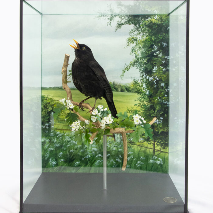 Cased Taxidermy Blackbird (Turdus merula) with hand painted British natural history background