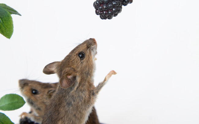 Taxidermy Mammals | Mice in Glass Dome With Handmade cold porcelain Blackberries and brambles