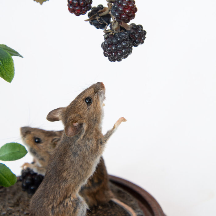 Taxidermy Mammals | Mice in Glass Dome With Handmade cold porcelain Blackberries and brambles