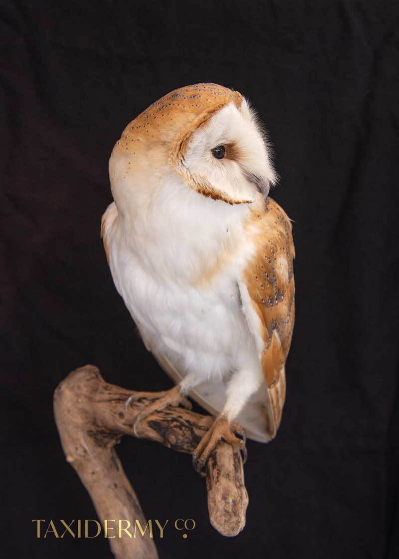 Professional Taxidermy Barn Owl