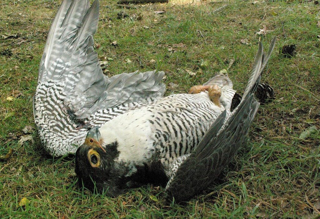 Raptor Persecution Information for Taxidermists