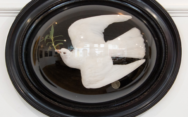 Taxidermy White Dove In Glass Dome