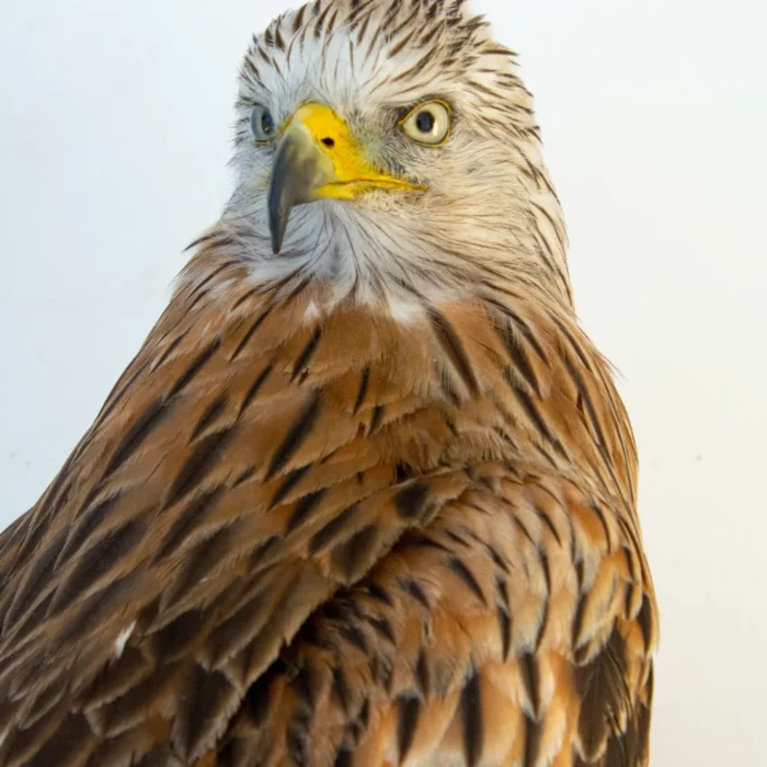 Taxidermy Adult Red Kite Wall Mount (Milvus milvus)