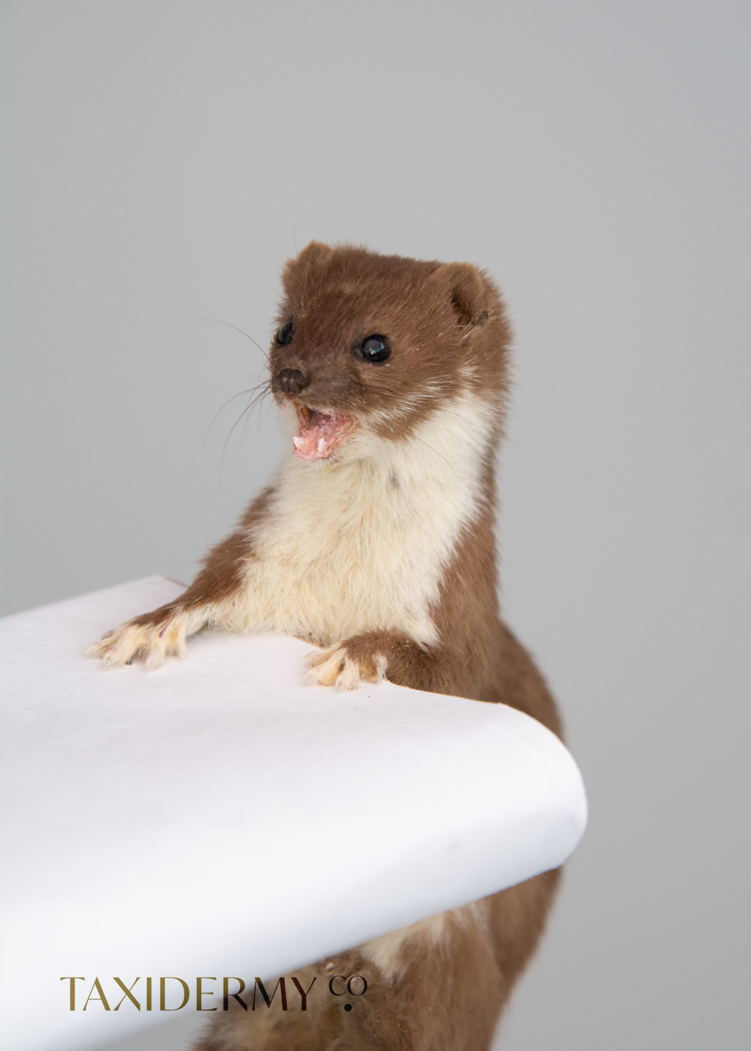 Taxidermy Weasel hanging from a shelf
