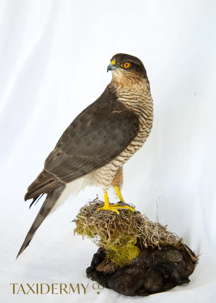 Taxidermy Sparrowhawk (accipiter nisus) UK