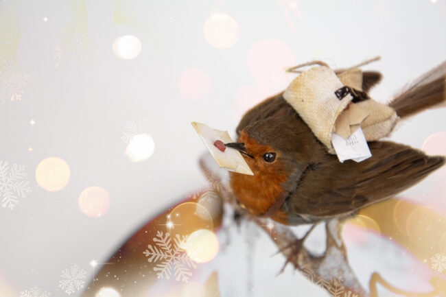 Taxidermy Christmas Robin