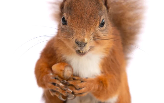 Taxidermy Red Squirrel with cast hazlenuts