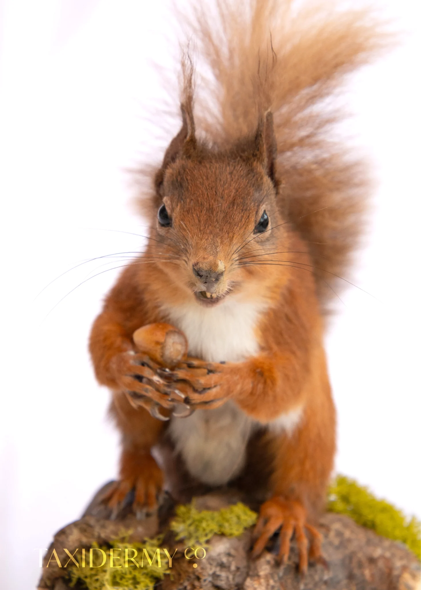 Taxidermy Red Squirrel with cast hazlenuts