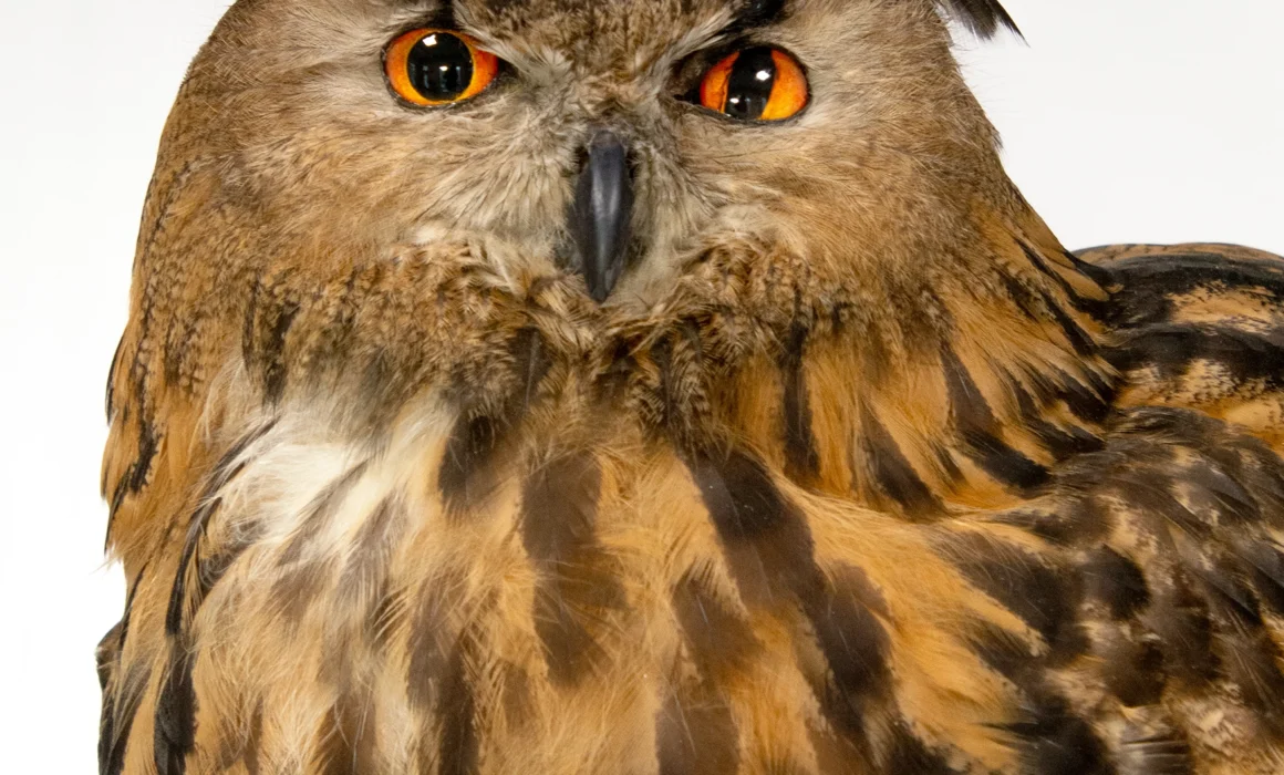 Taxidermy Eagle Owl (Bubo bubo)