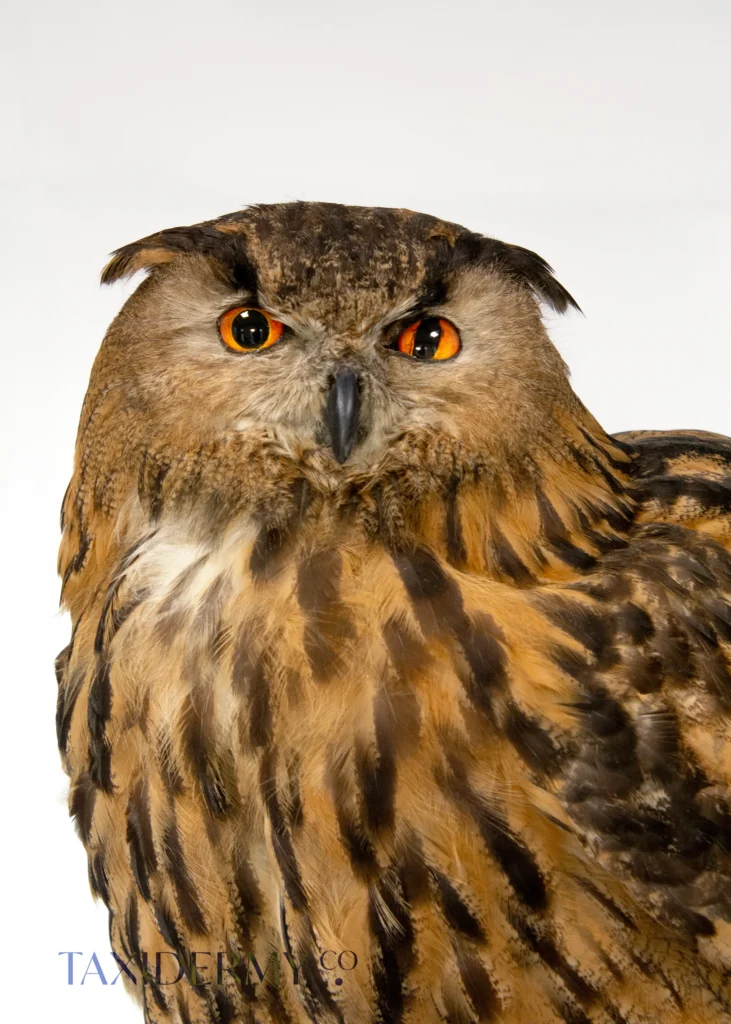 Taxidermy Eagle Owl (Bubo bubo)