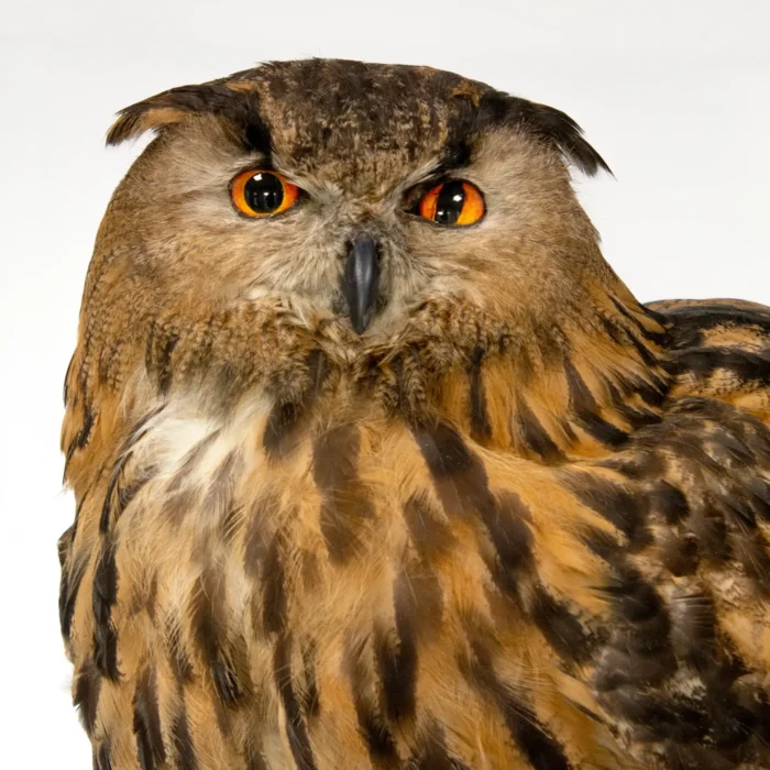 Taxidermy Eagle Owl (Bubo bubo)