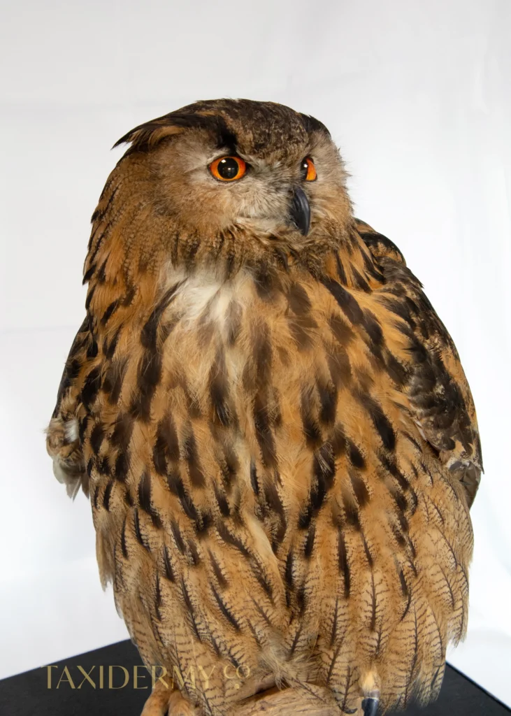 Taxidermy Pet Eagle Owl Commission