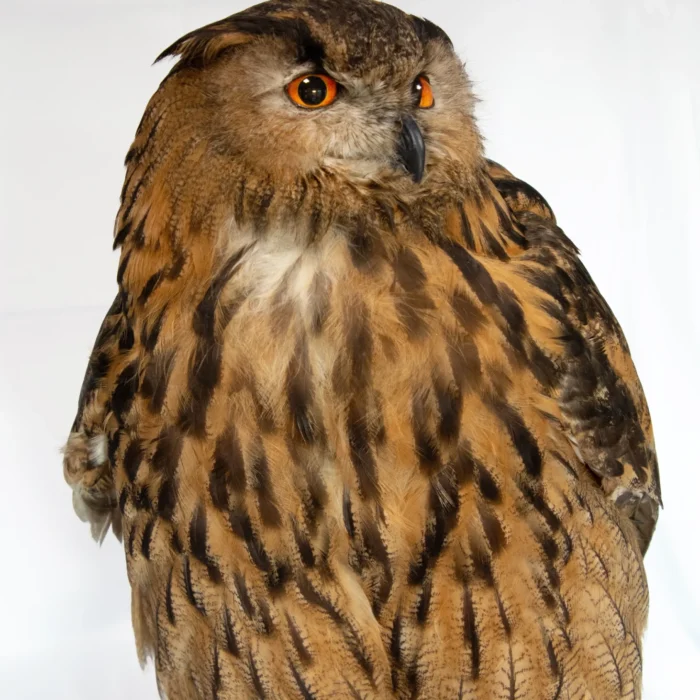 Taxidermy Pet Eagle Owl Commission
