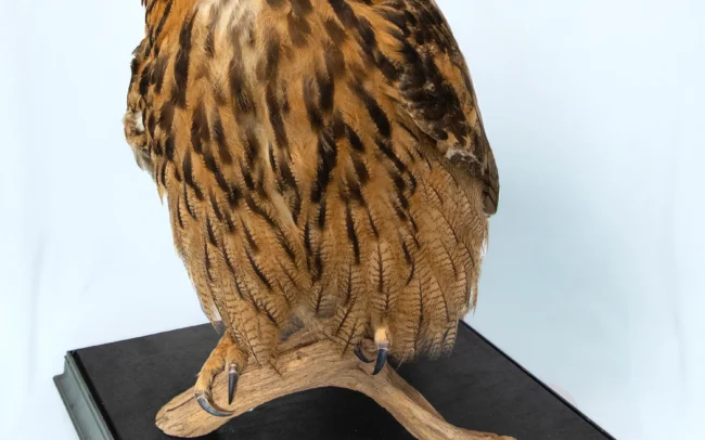 Taxidermy Eagle Owl (Bubo bubo) on wooden base