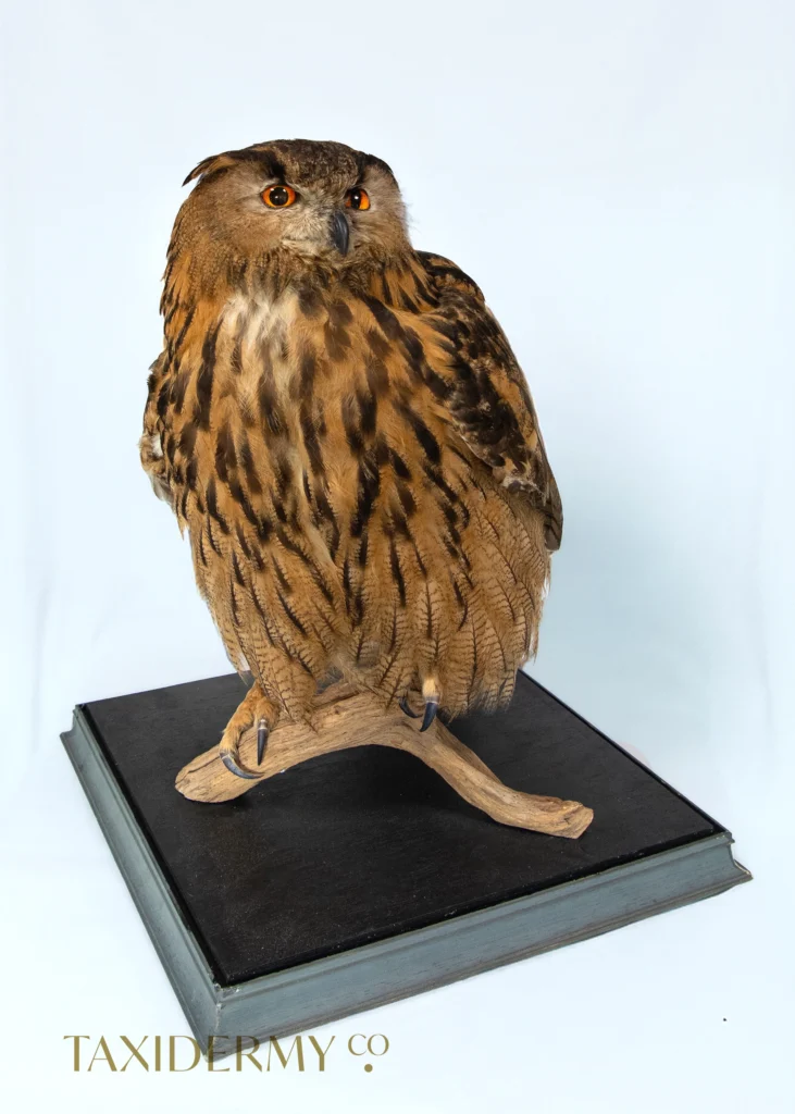 Taxidermy Eagle Owl (Bubo bubo) on wooden base