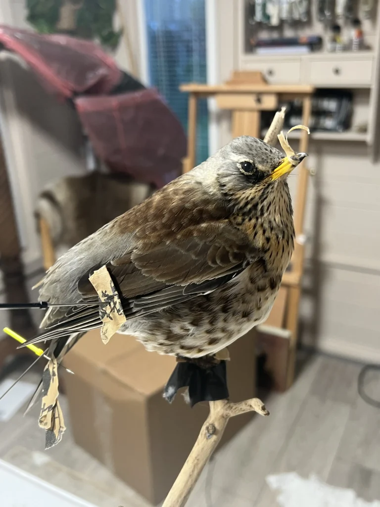 Taxidermy Fieldfare