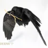 ethically sourced Flying taxidermy carrion crow for sale UK