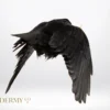 ethically sourced Flying taxidermy carrion crow for sale UK